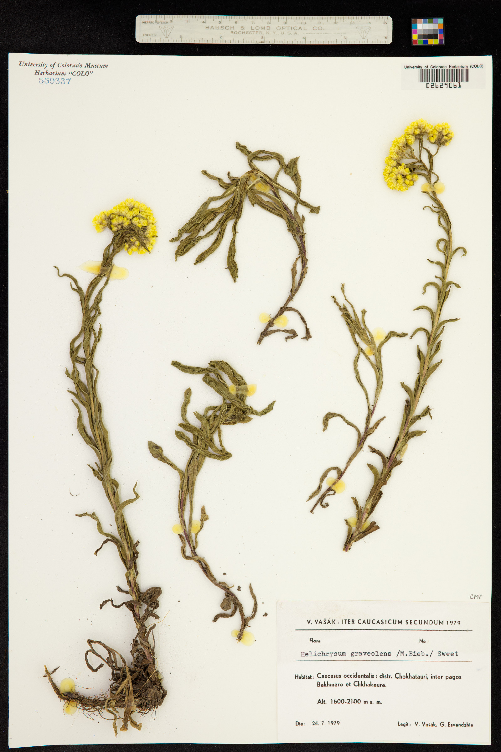 Helichrysum graveolens image