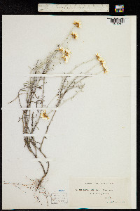 Argentipallium obtusifolium image