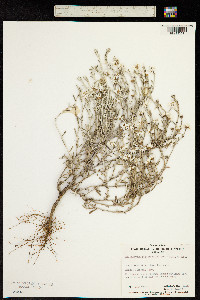 Argentipallium obtusifolium image
