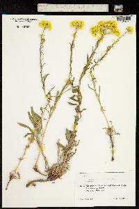 Helichrysum plicatum image