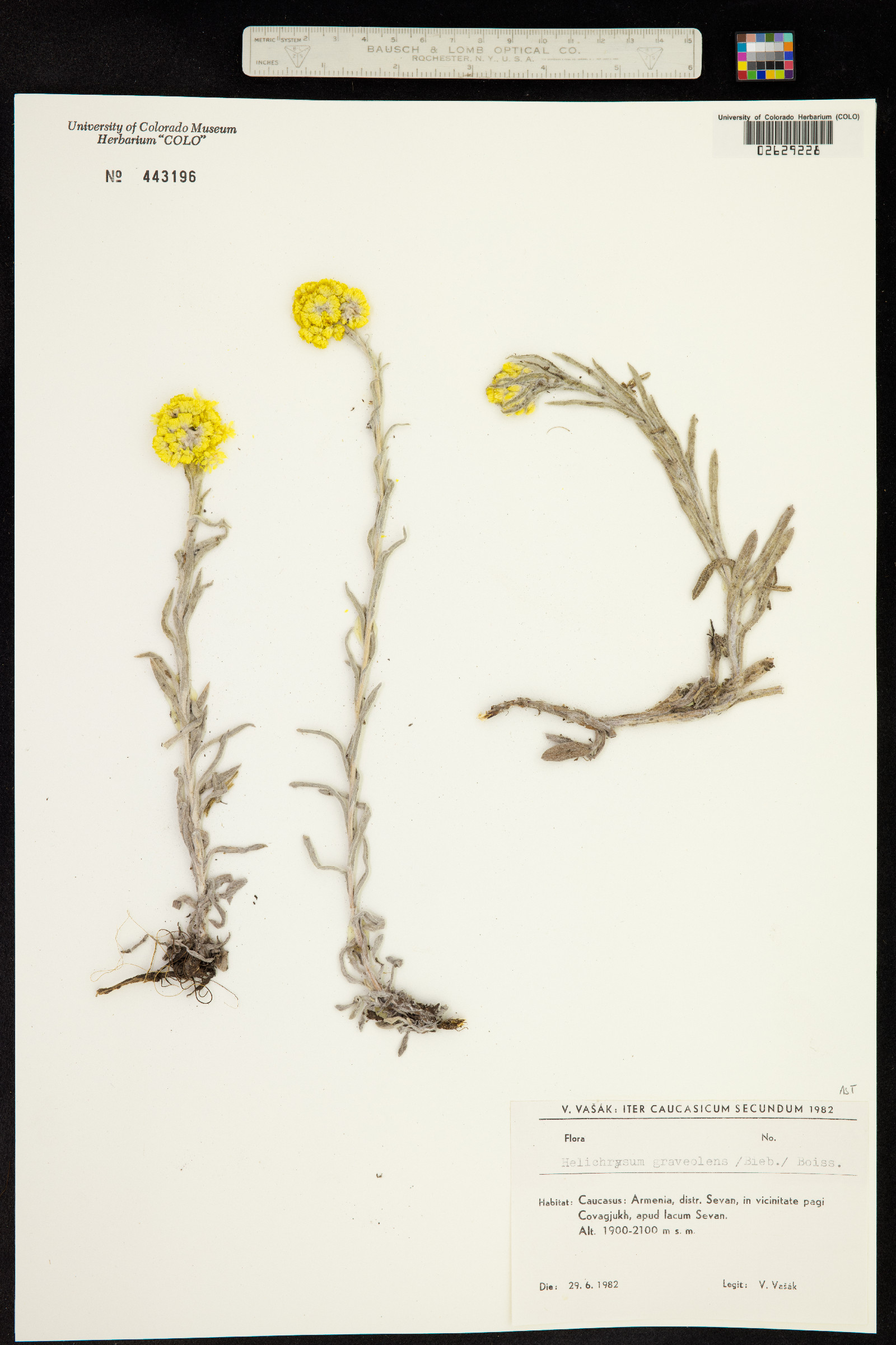 Helichrysum graveolens image