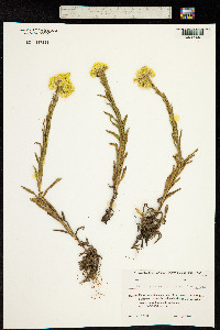 Helichrysum graveolens image