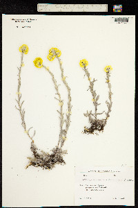 Helichrysum graveolens image