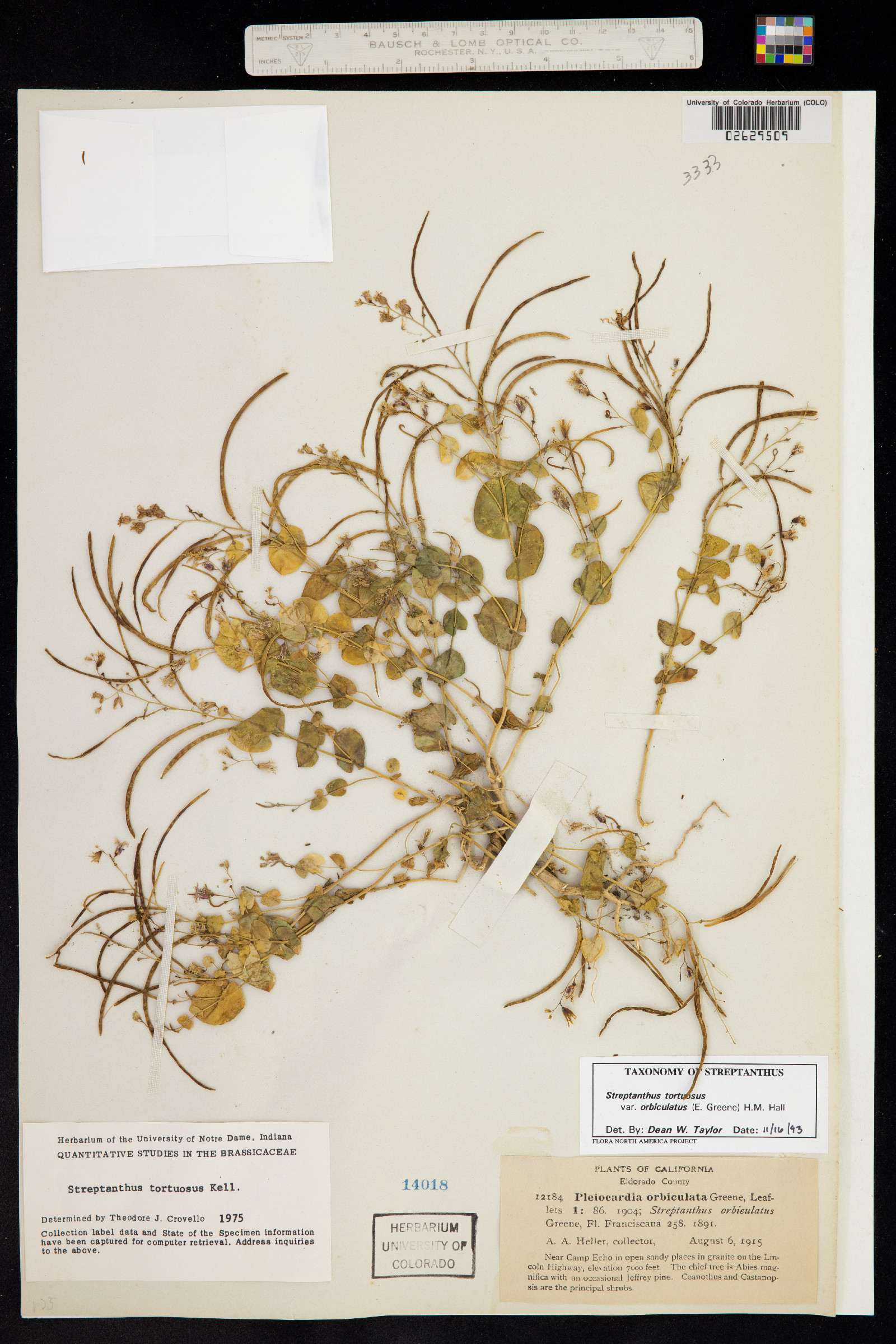 Streptanthus tortuosus image