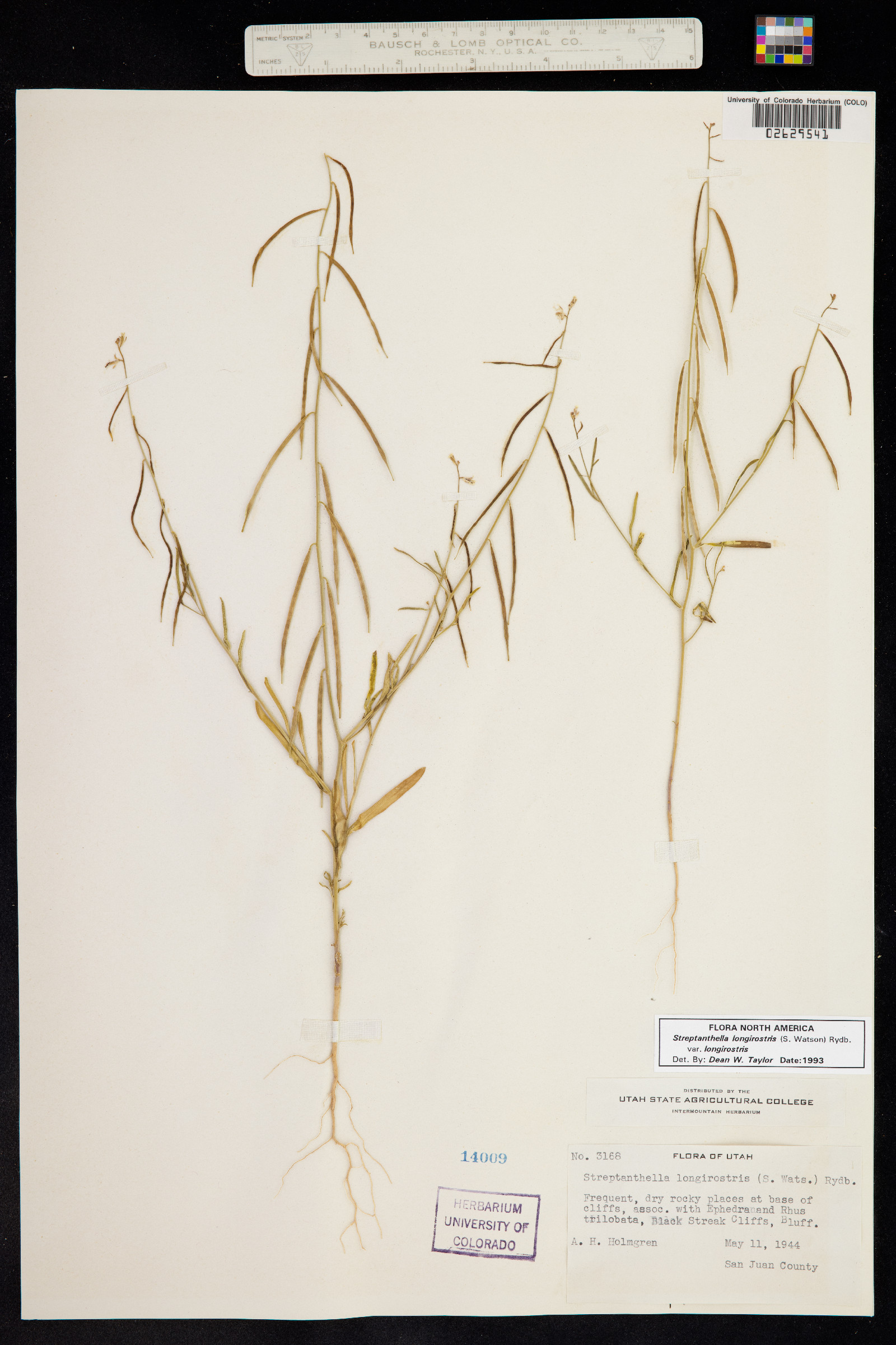 Streptanthella longirostris image
