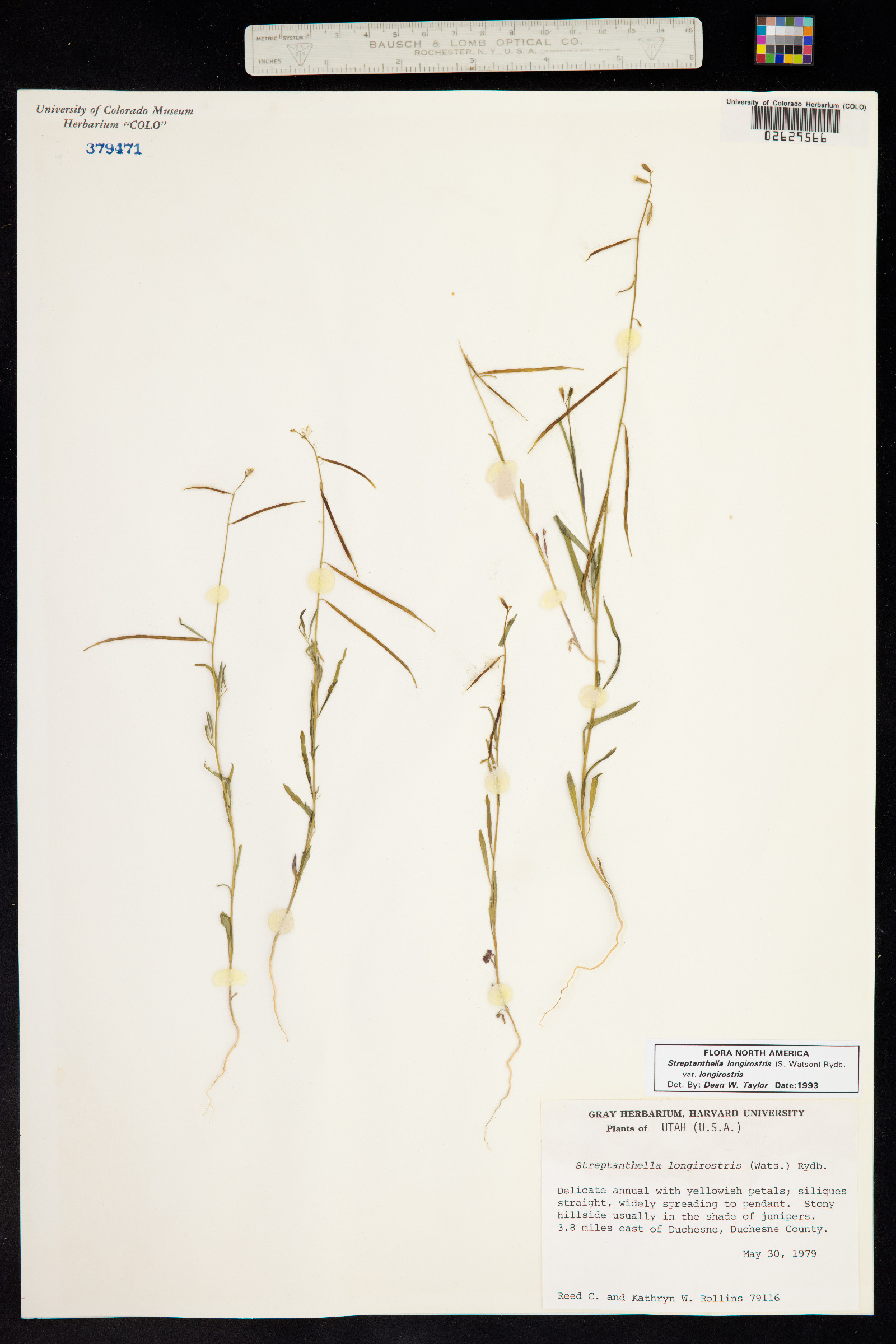 Streptanthella image