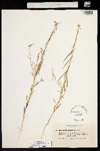 Streptanthella longirostris image