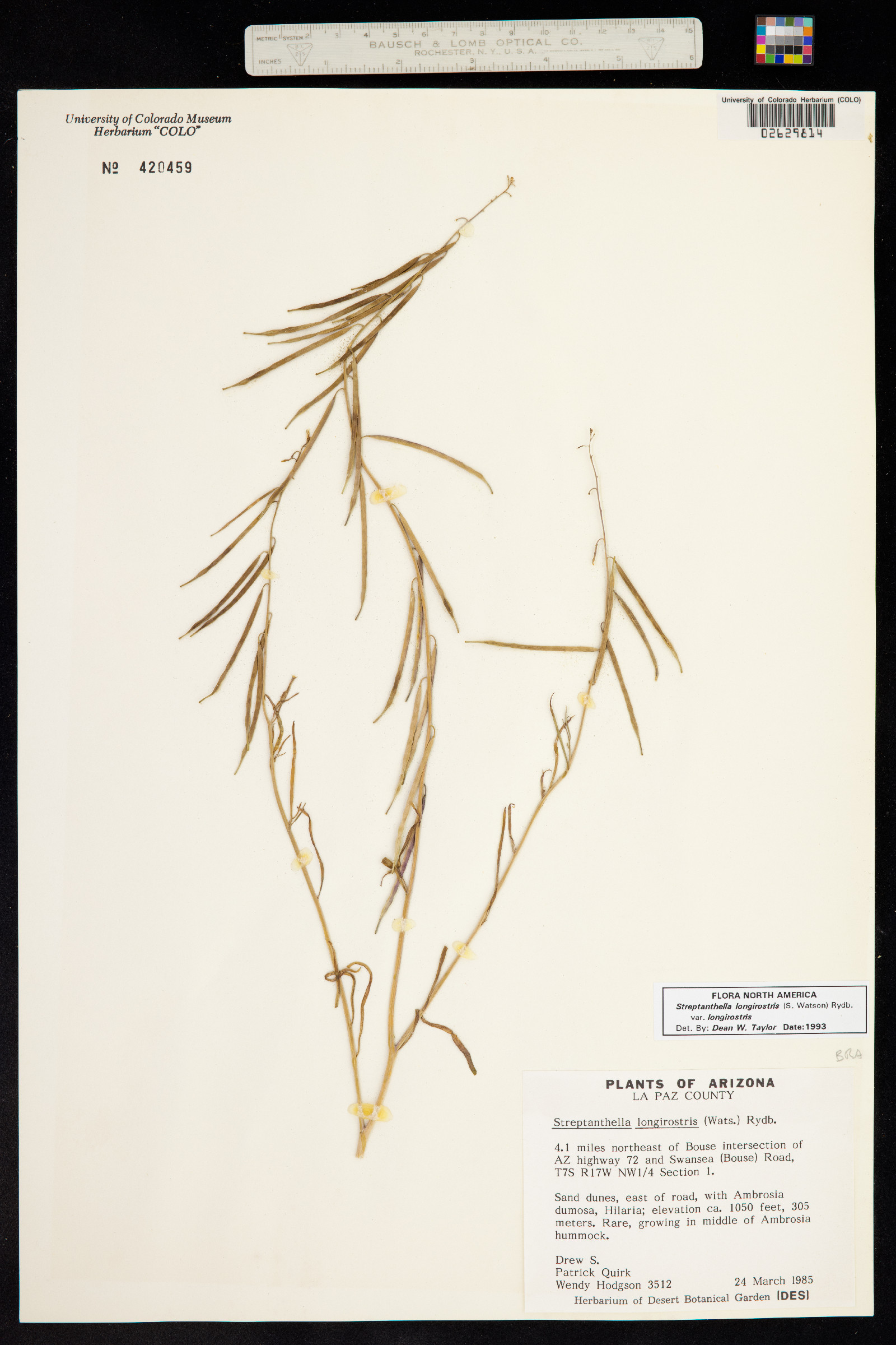 Streptanthella longirostris image