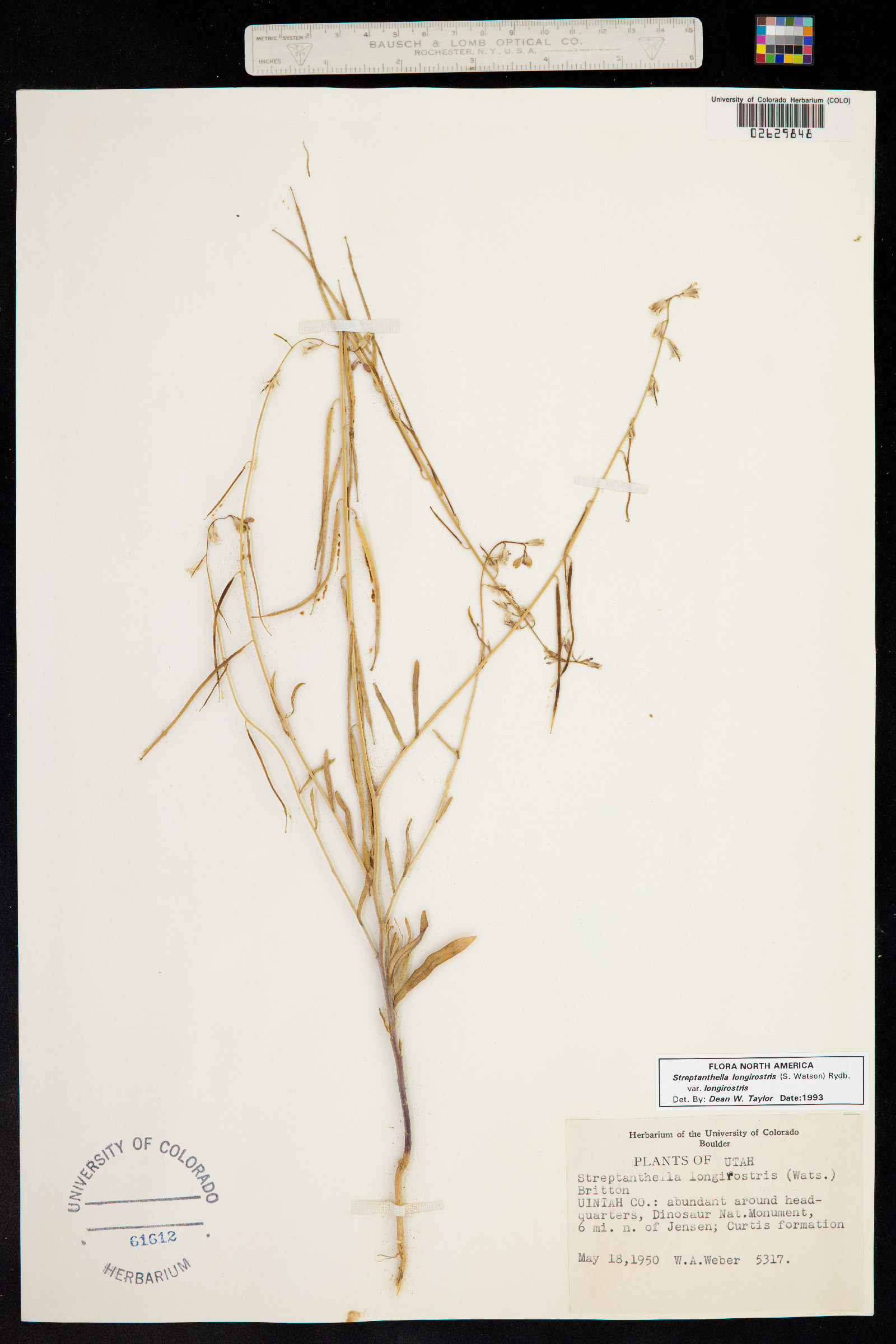 Streptanthus tortuosus image