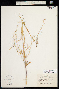 Image of Streptanthus tortuosus