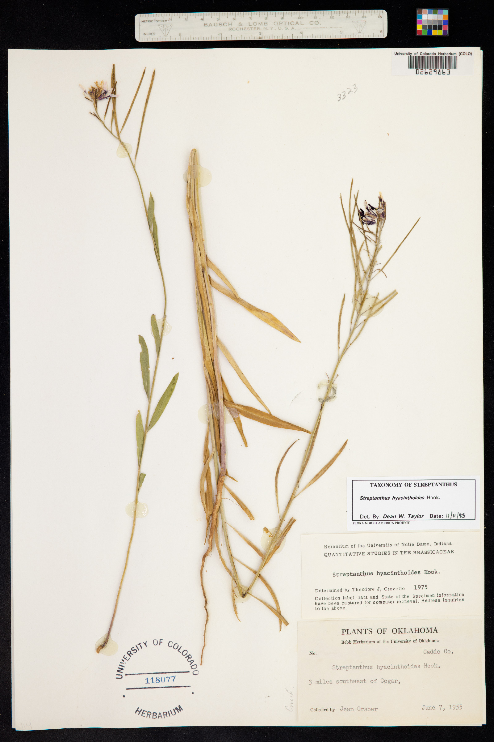 Streptanthus hyacinthoides image