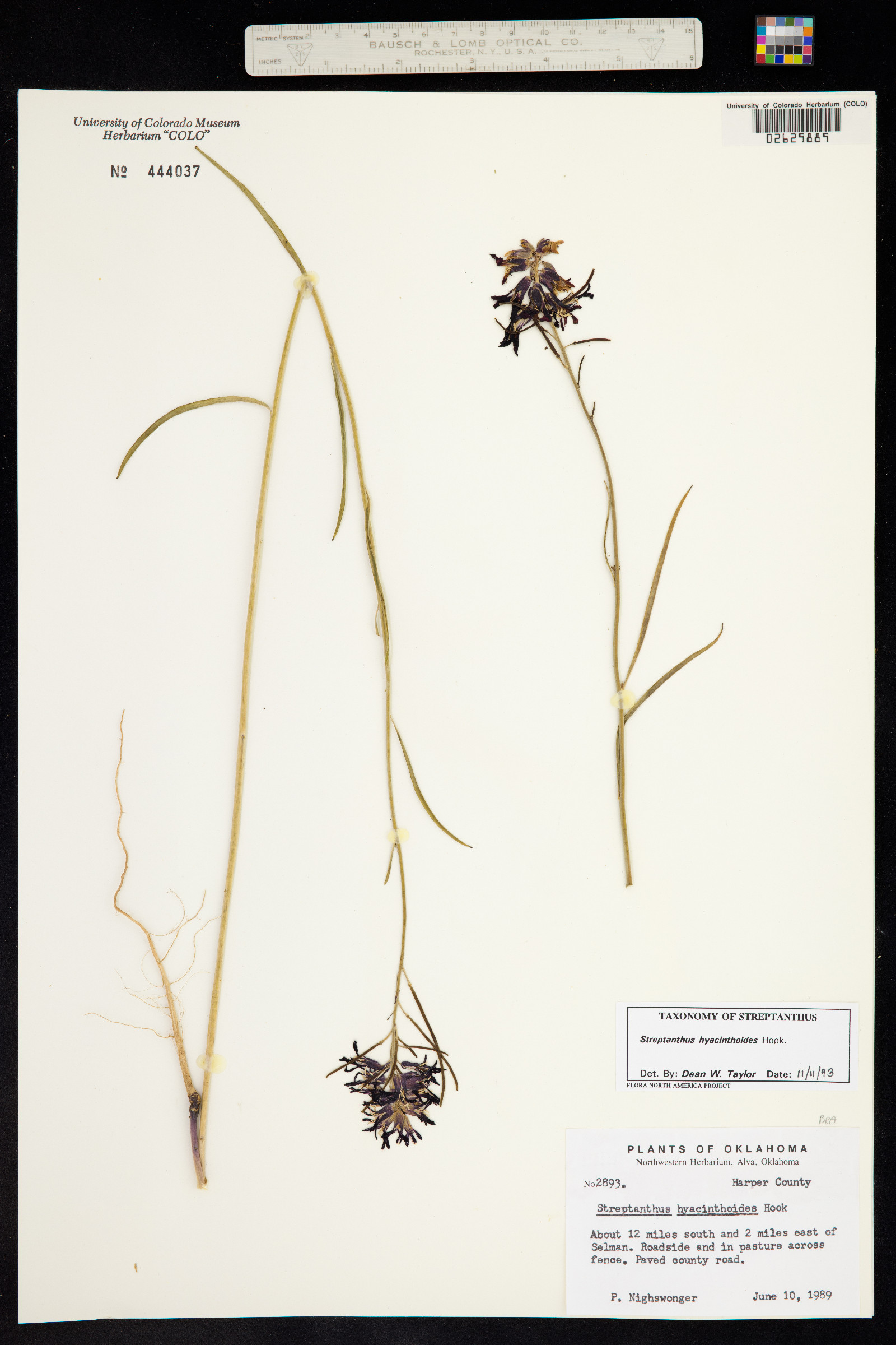 Streptanthus hyacinthoides image