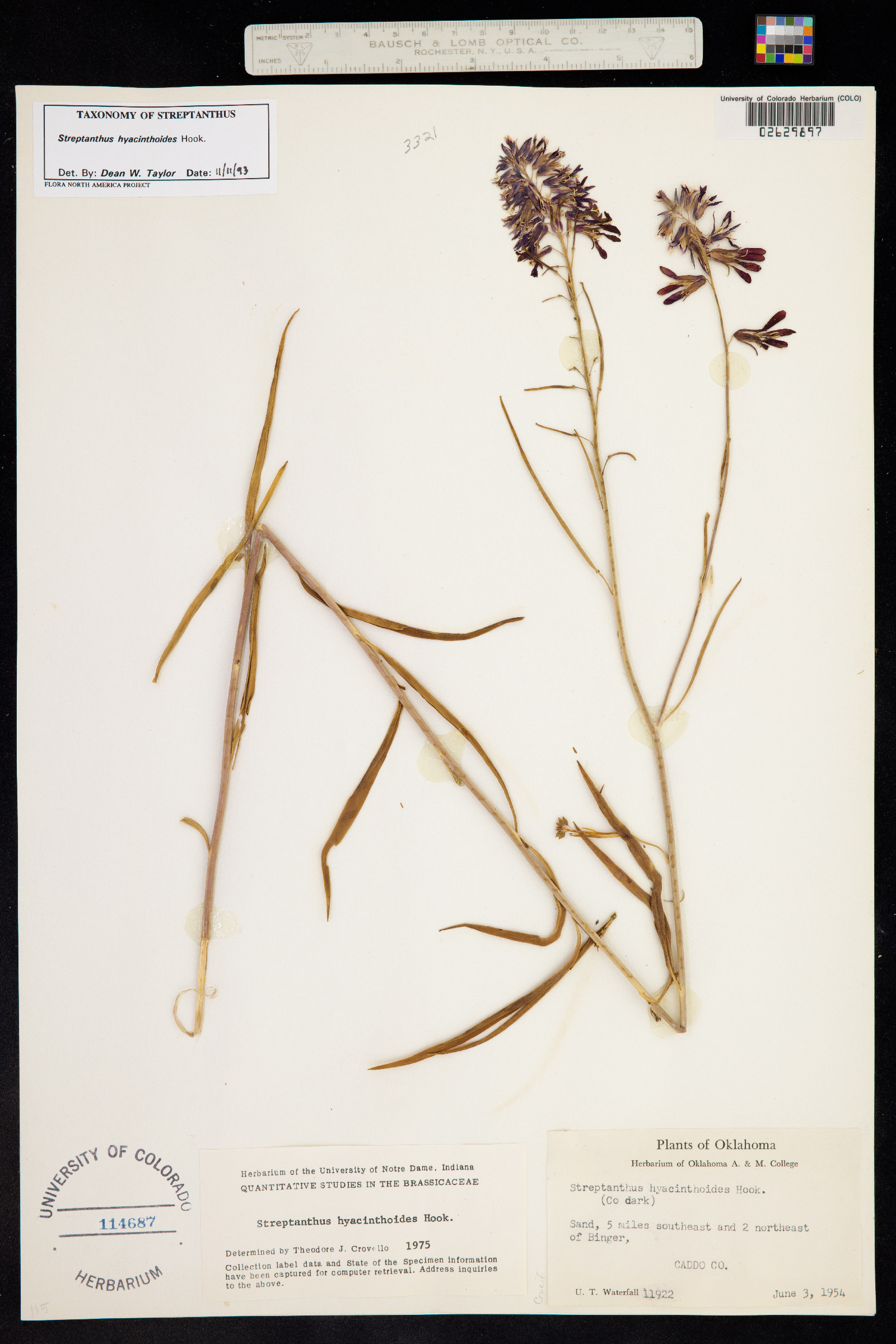 Streptanthus hyacinthoides image