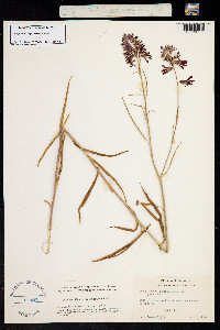 Image of Streptanthus hyacinthoides