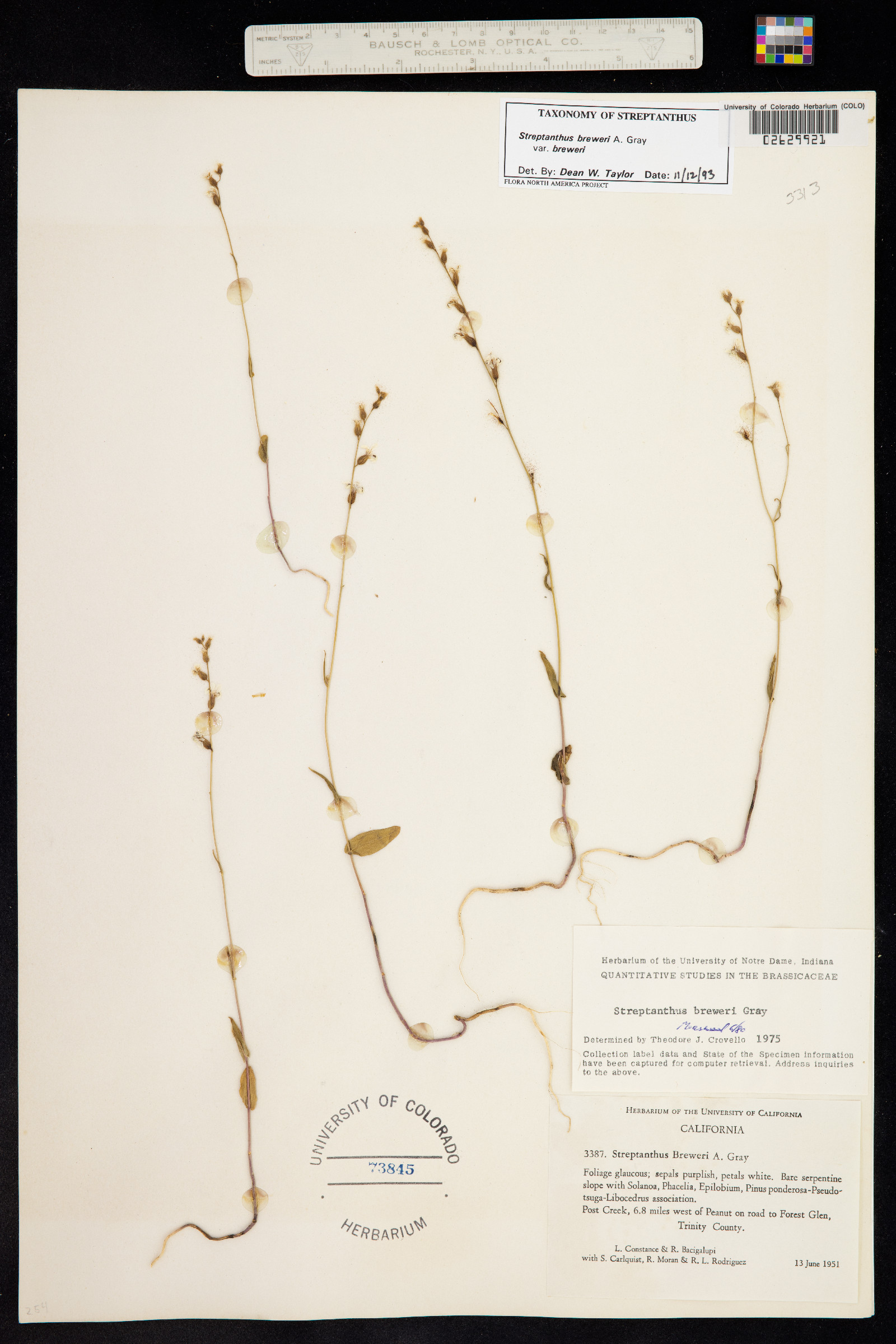 Streptanthus breweri image