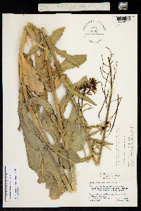 Image of Streptanthus campestris