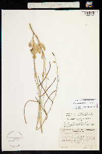 Image of Streptanthus bernardinus