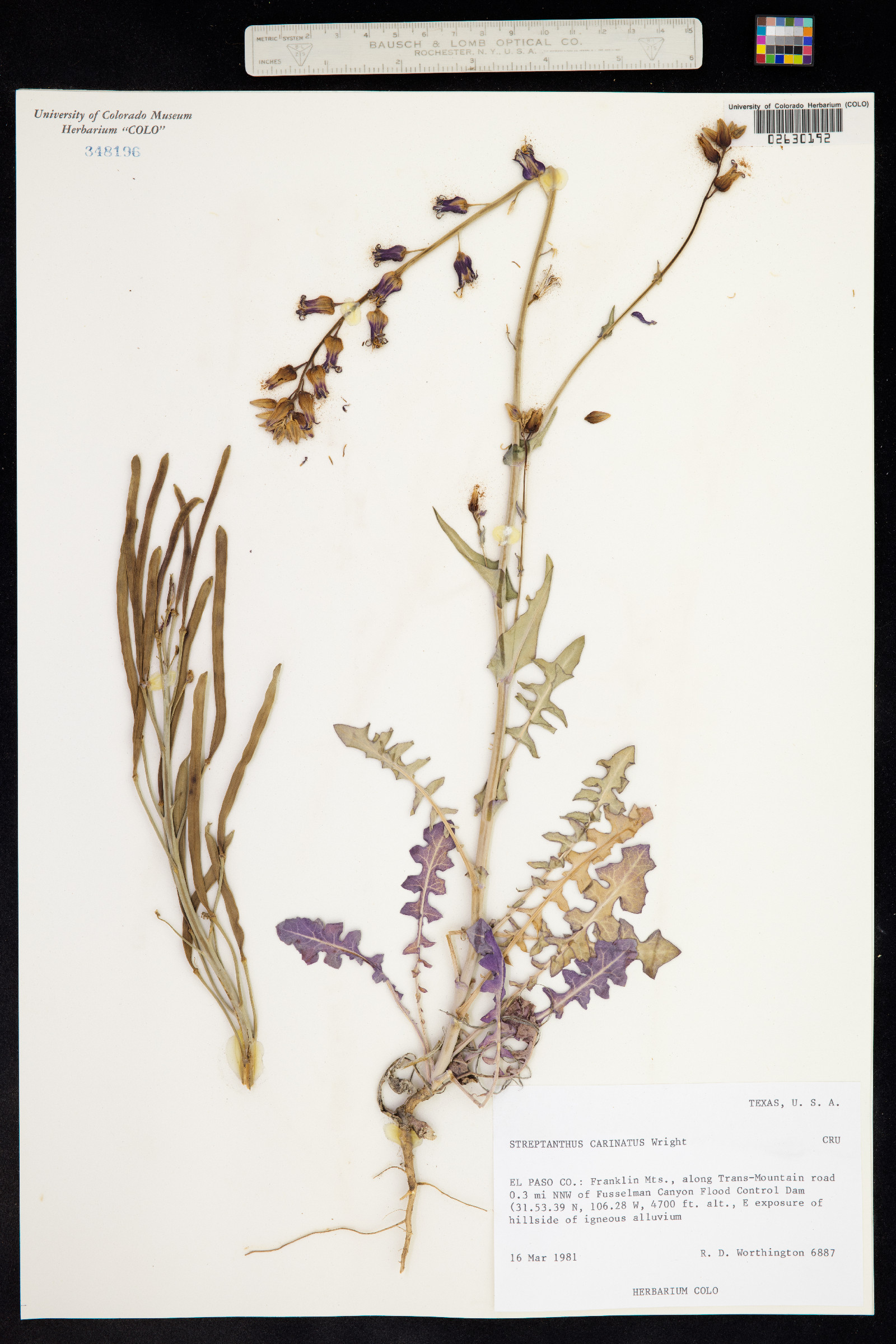 Streptanthus carinatus image