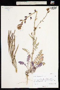 Image of Streptanthus carinatus
