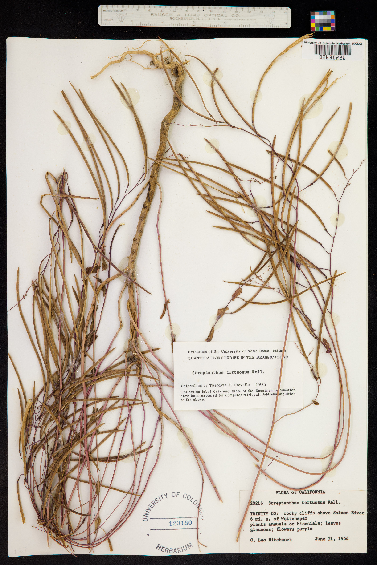 Streptanthus tortuosus image