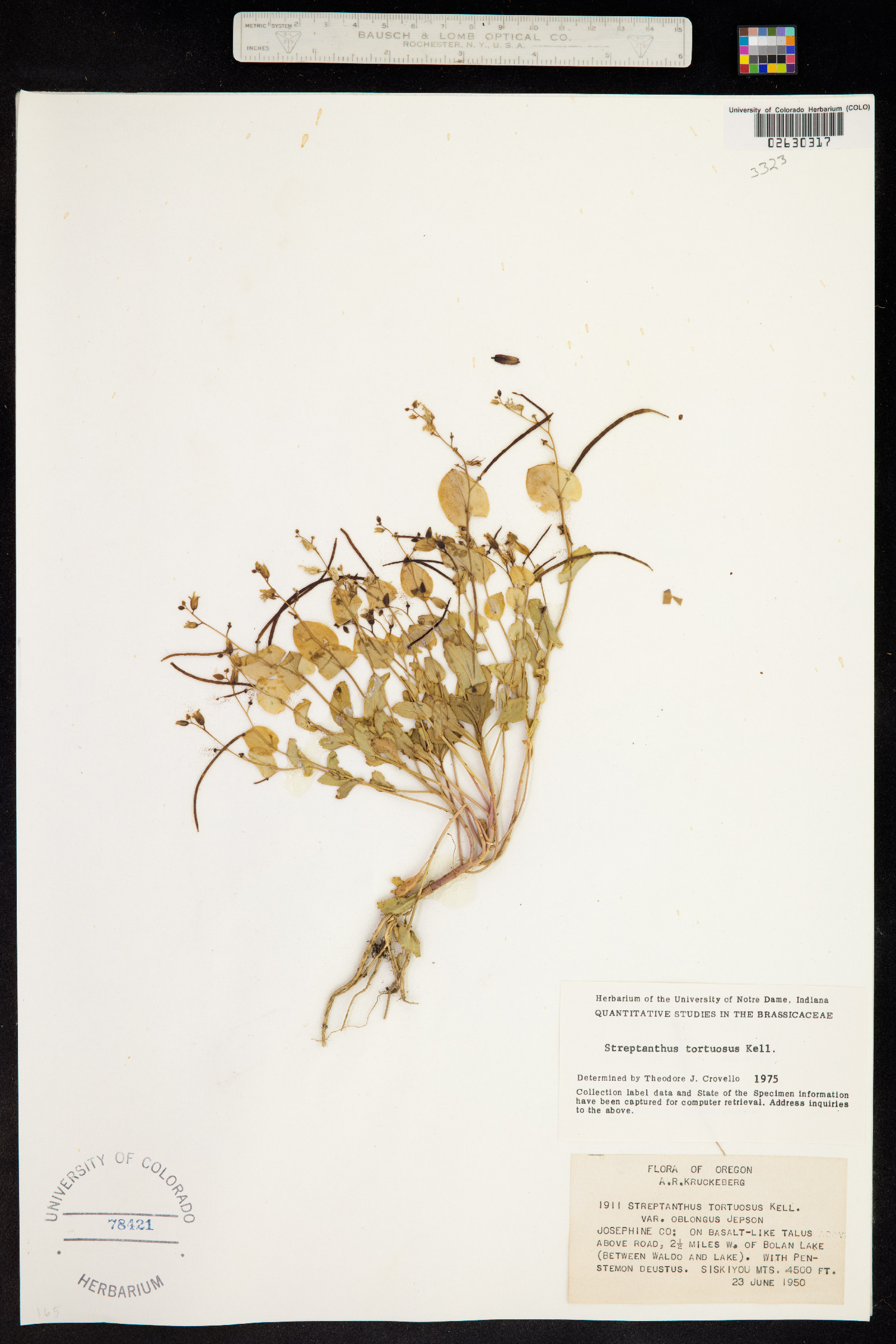 Streptanthus tortuosus image