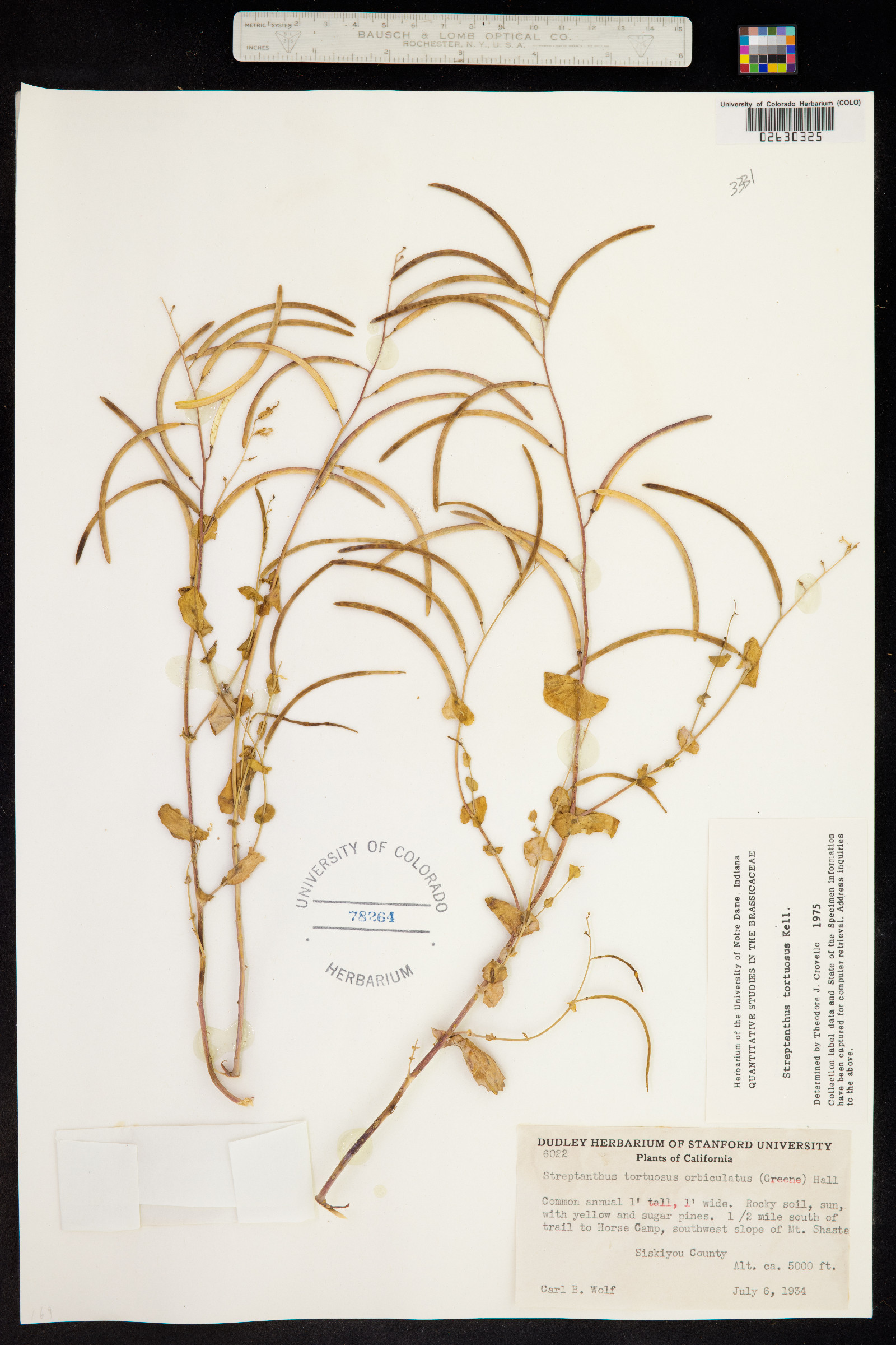 Streptanthus tortuosus image