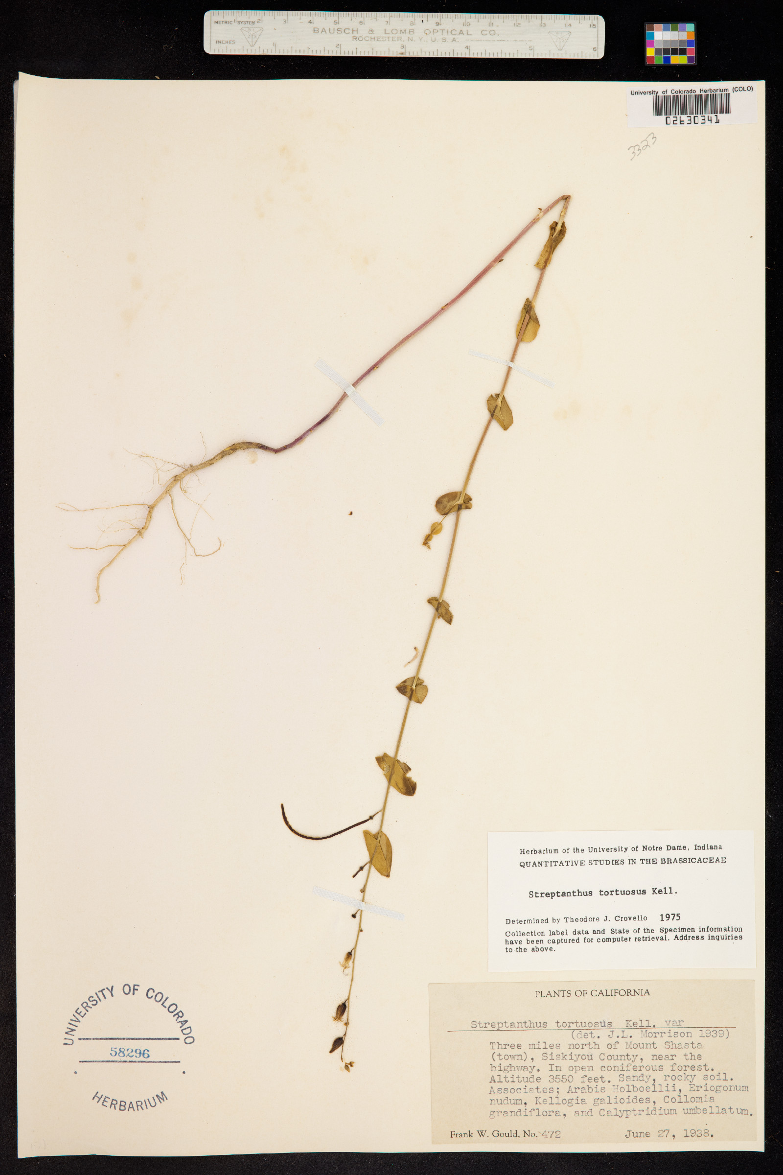 Streptanthus tortuosus image