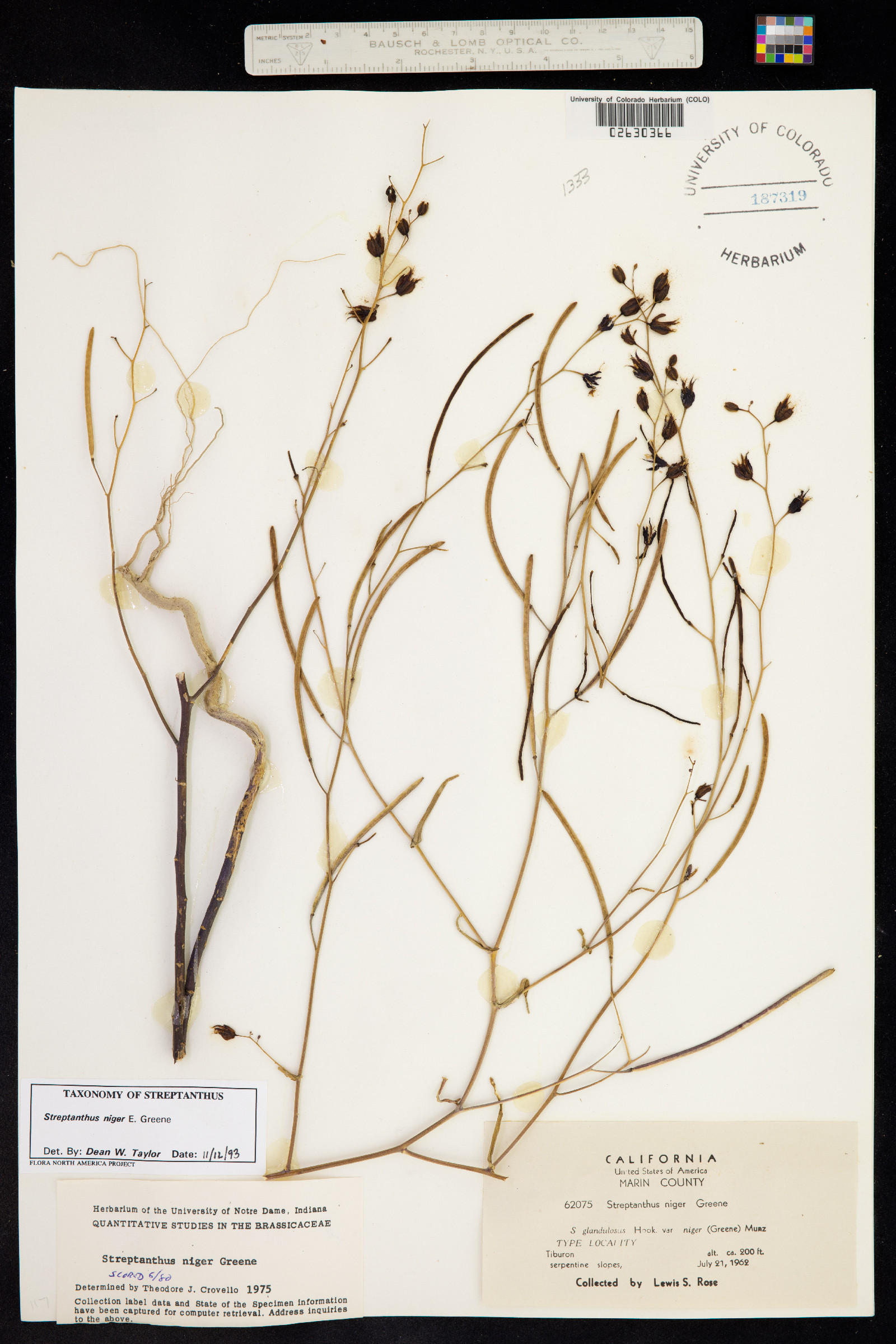 Streptanthus glandulosus image