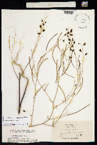 Streptanthus glandulosus ssp. niger image