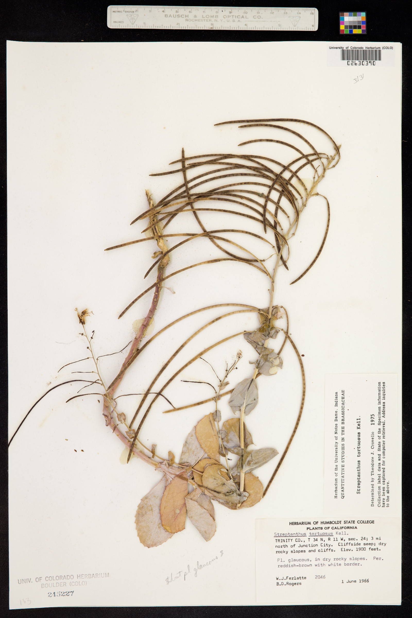 Streptanthus tortuosus image