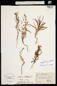 Streptanthus glandulosus ssp. niger image