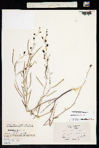 Image of Streptanthus niger