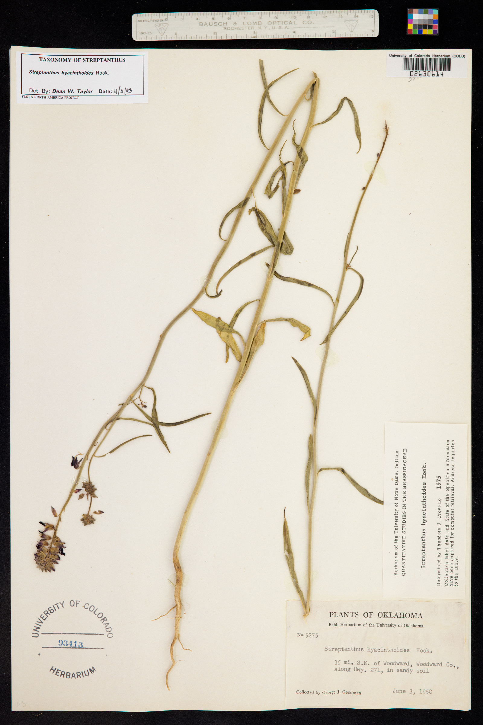 Streptanthus hyacinthoides image