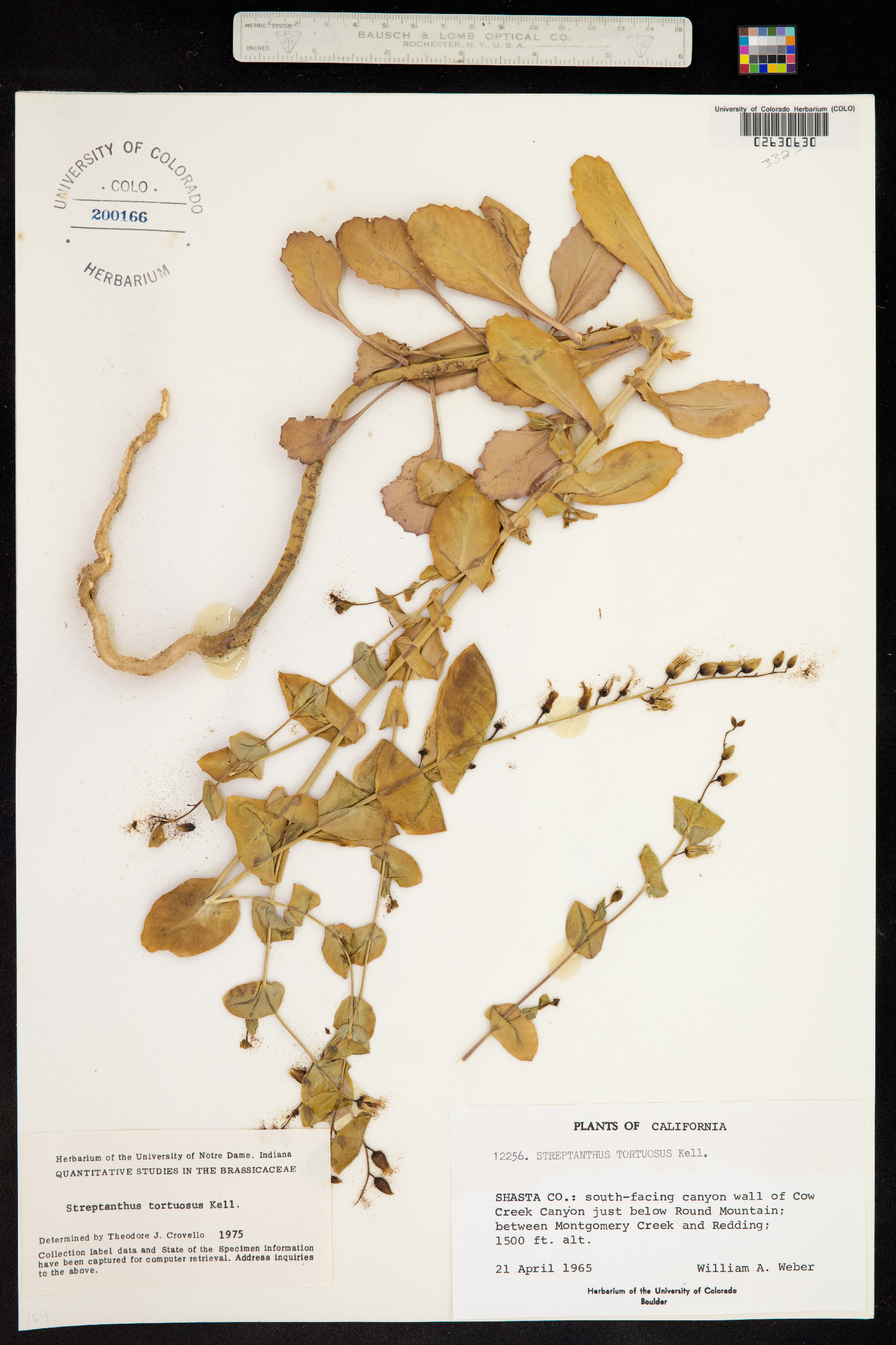 Streptanthus tortuosus image