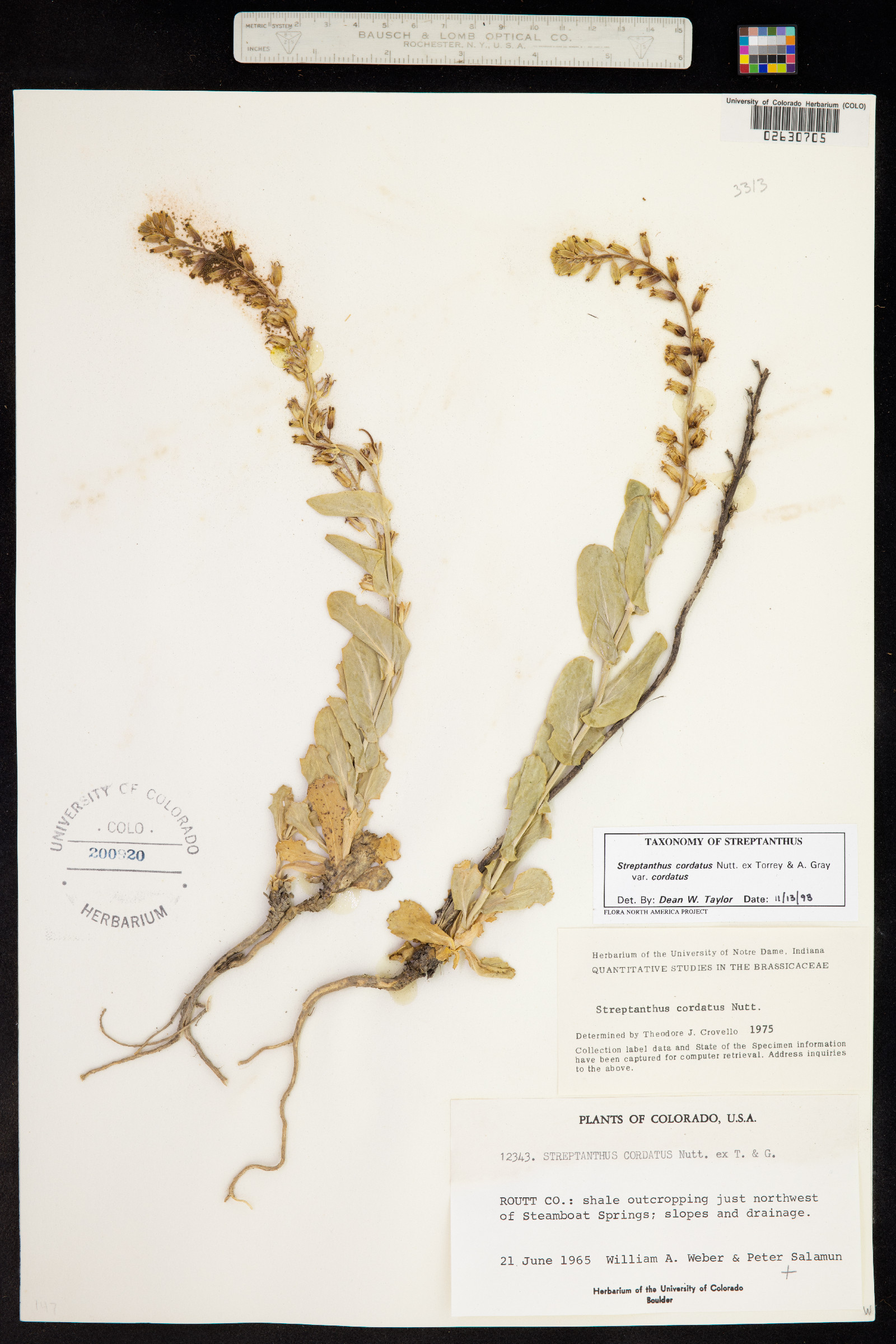 Streptanthus cordatus image