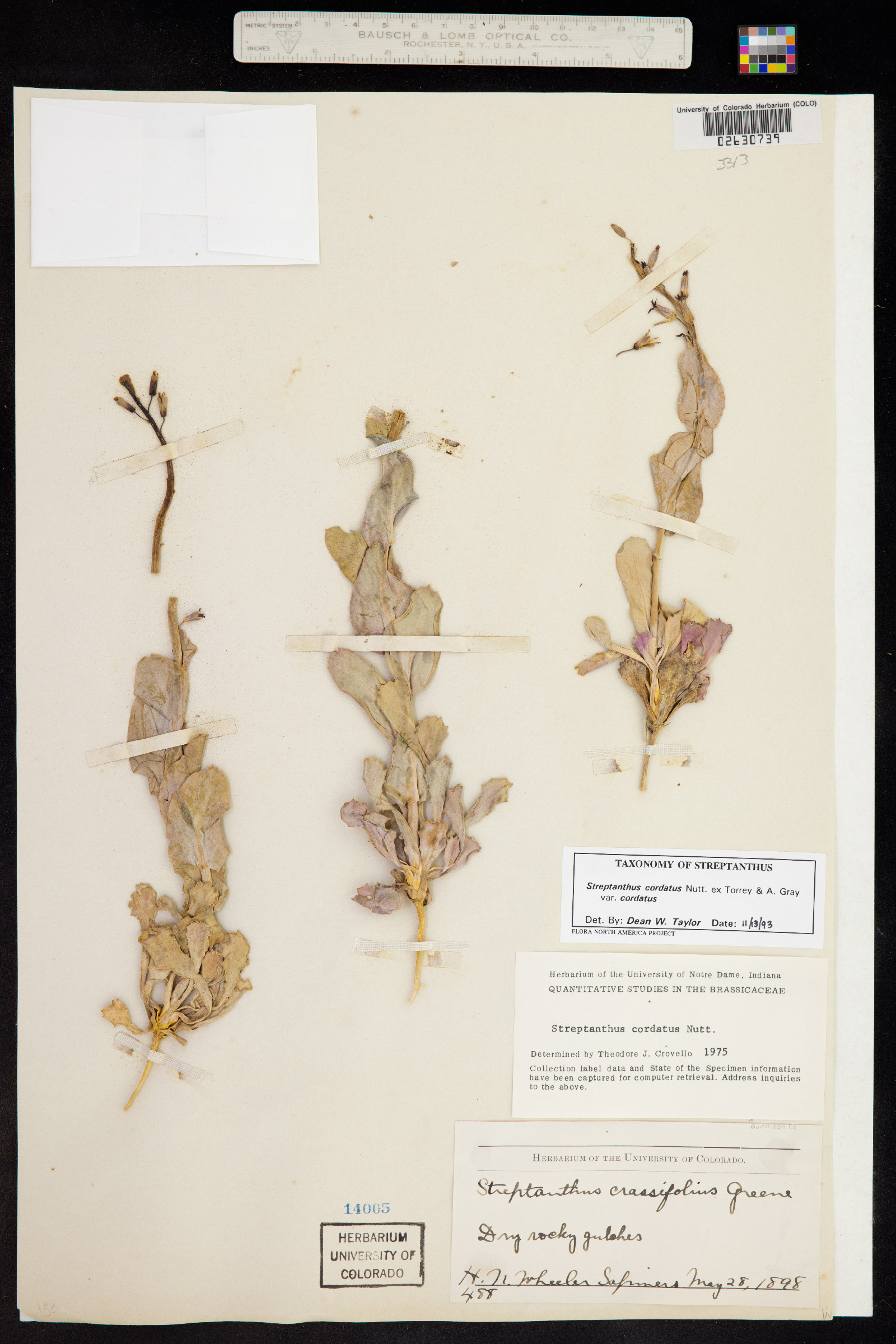 Streptanthus cordatus var. cordatus image