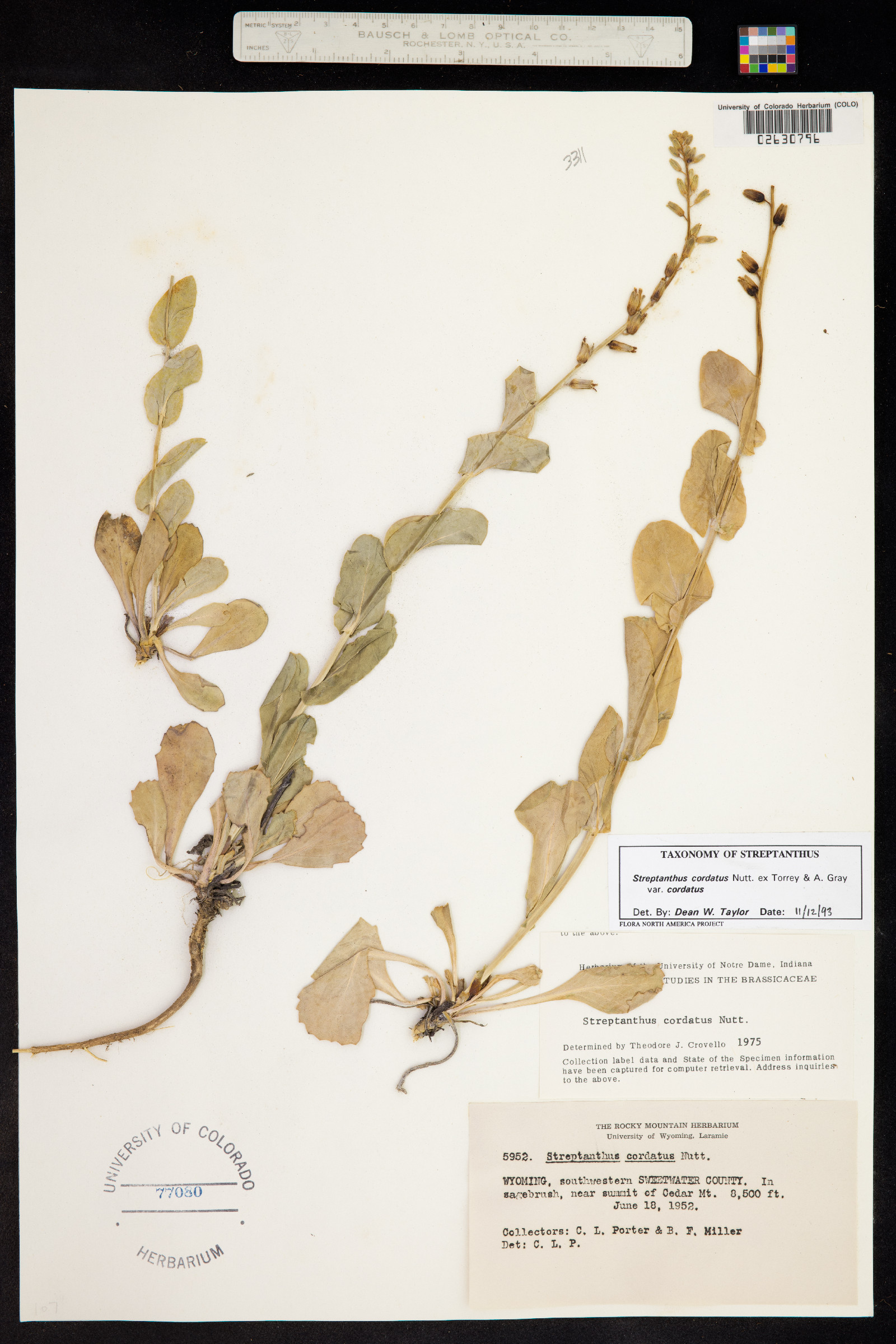 Streptanthus cordatus var. cordatus image