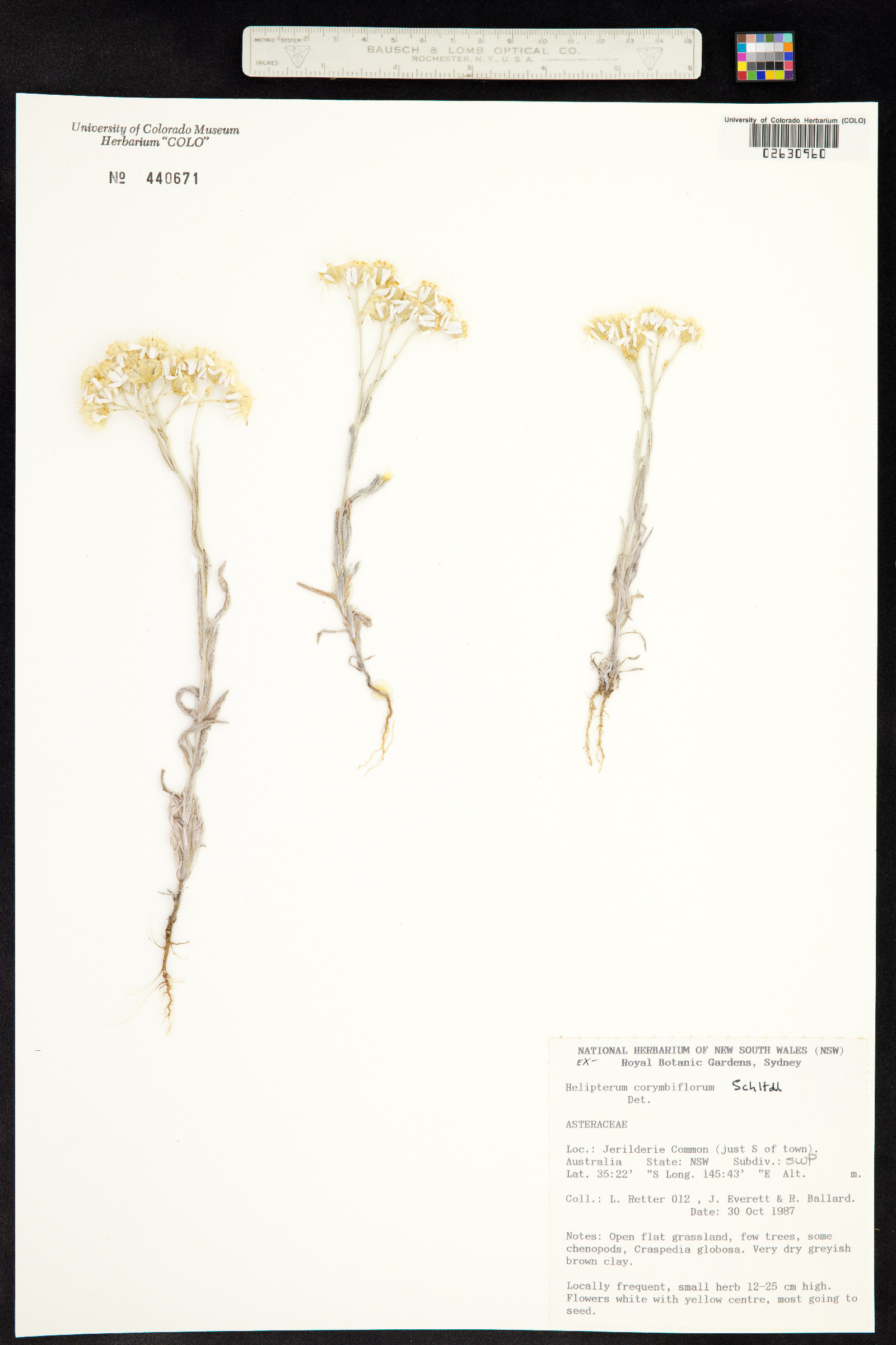 Rhodanthe corymbiflora image