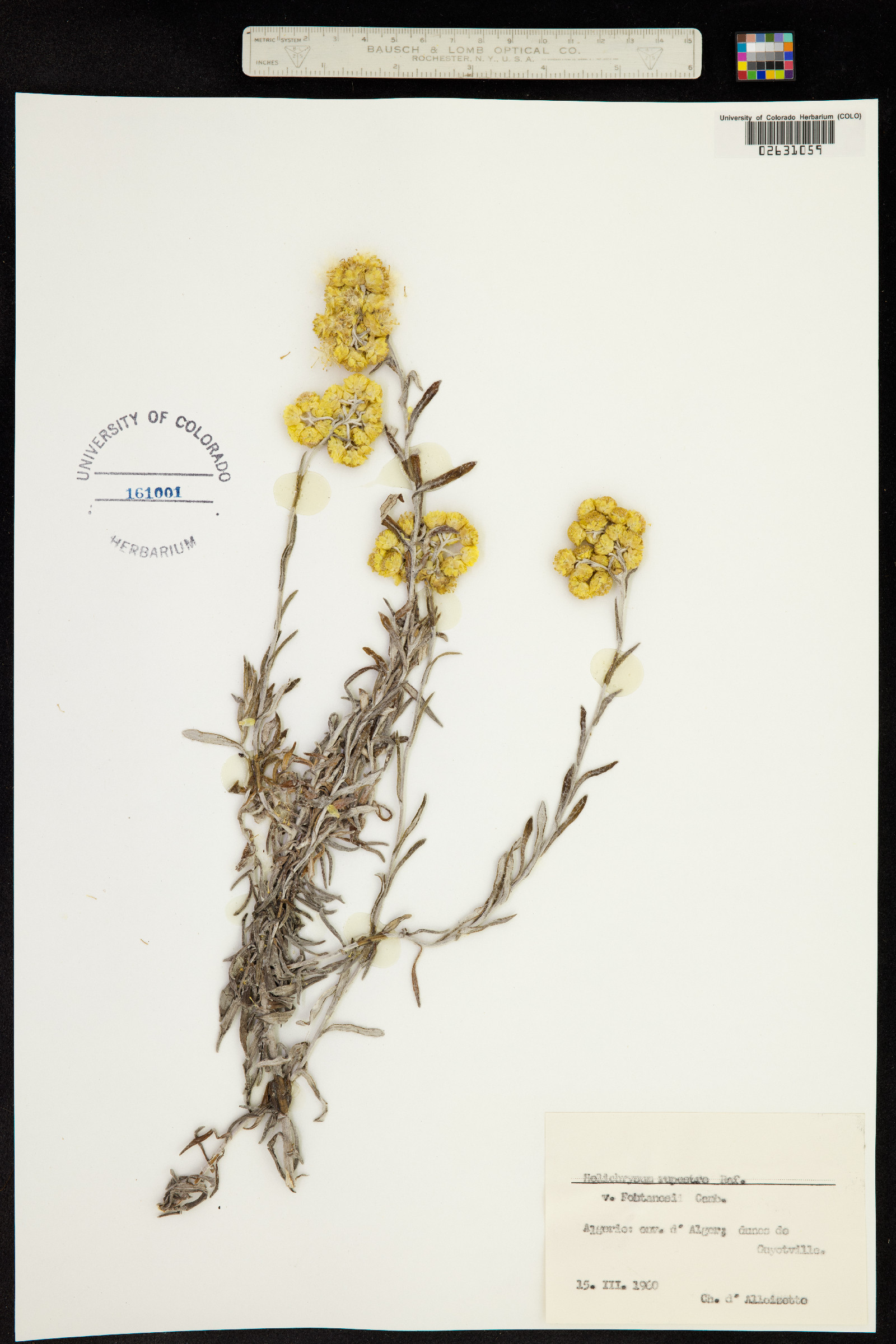 Helichrysum rupestre image