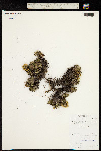 Helichrysum tillandsiifolium image