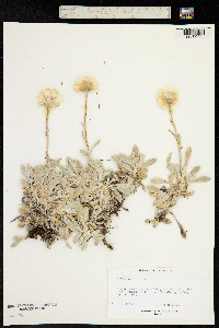 Leucochrysum albicans image