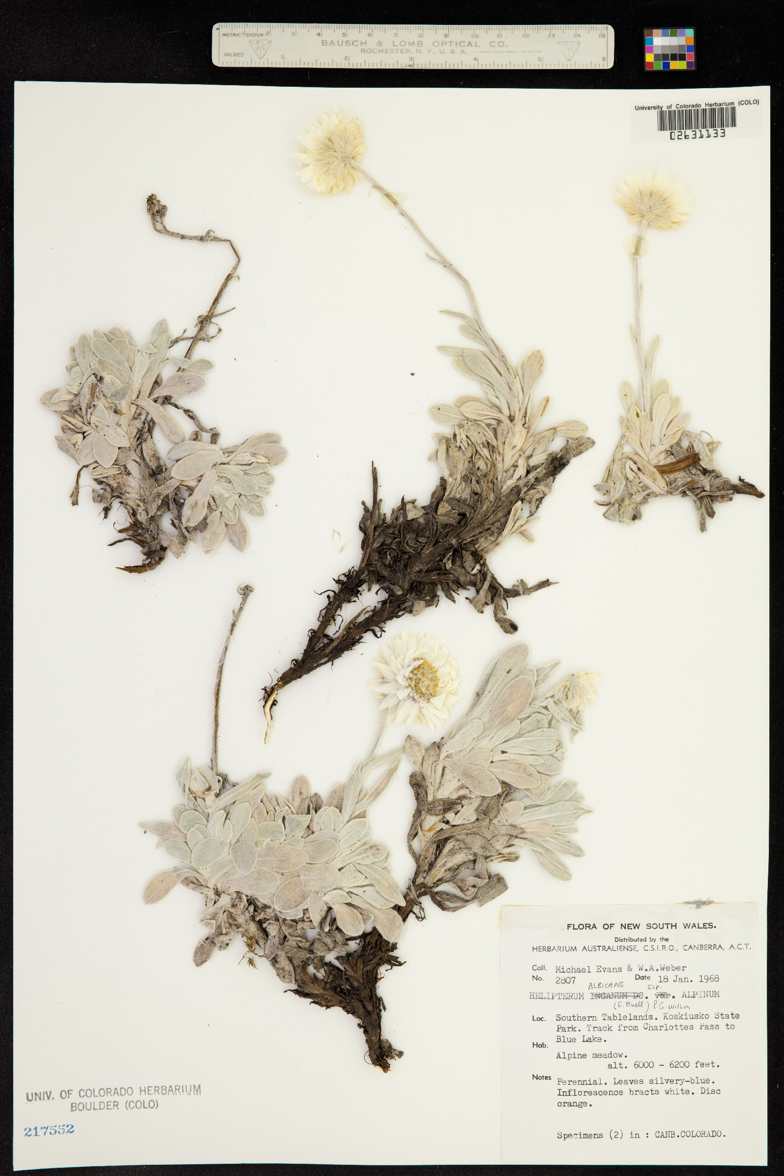 Leucochrysum albicans image