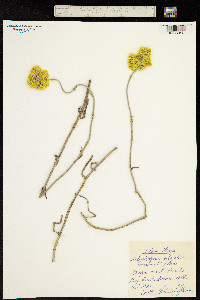 Helichrysum odoratissimum image