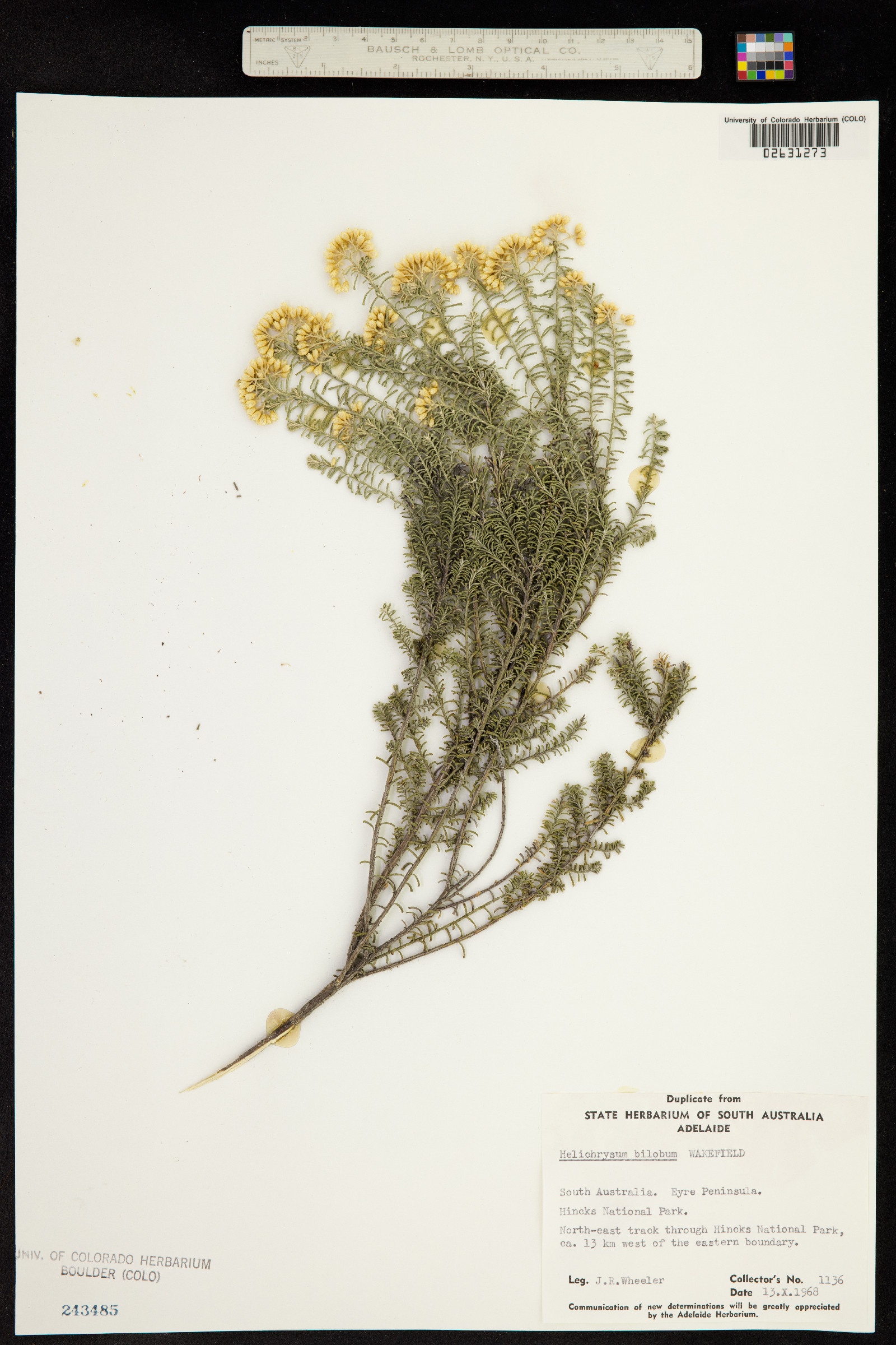 Ozothamnus bilobus image