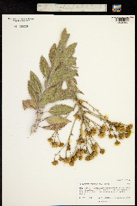 Image of Helichrysum foetidum
