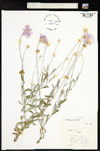 Image of Helipterum roseum