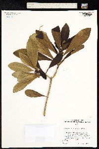 Image of Hesperomannia lydgatei