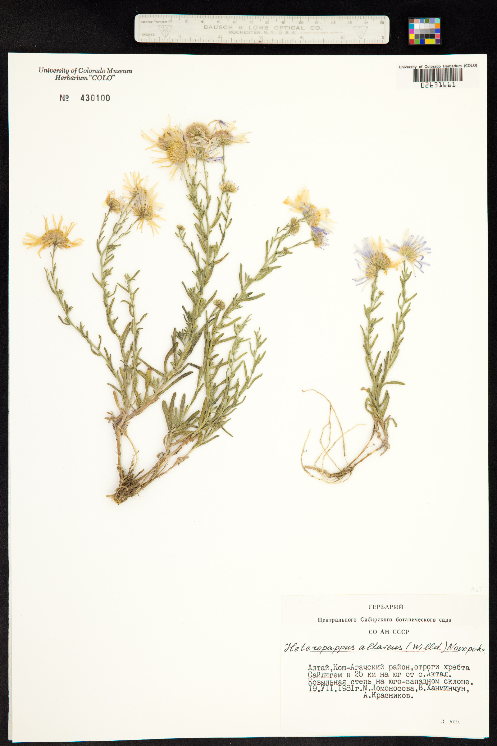 Heteropappus altaicus image