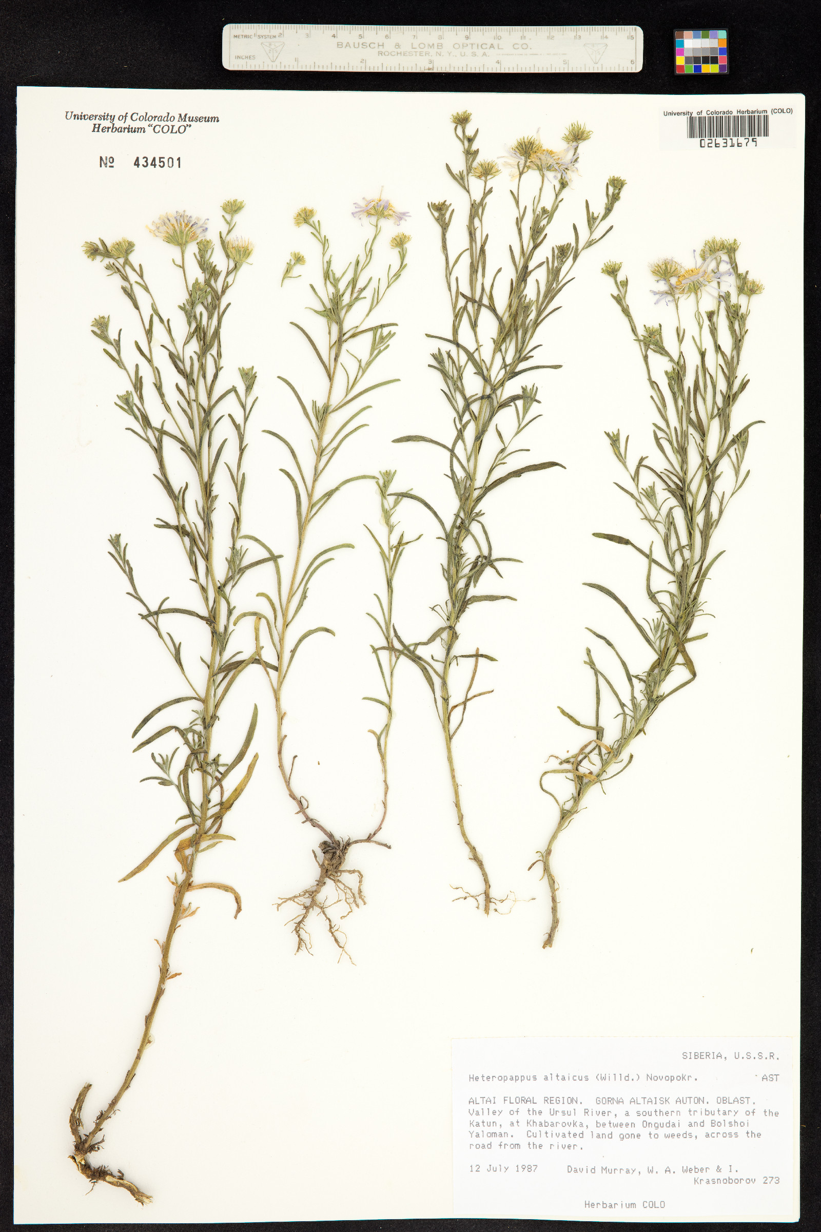 Heteropappus altaicus image