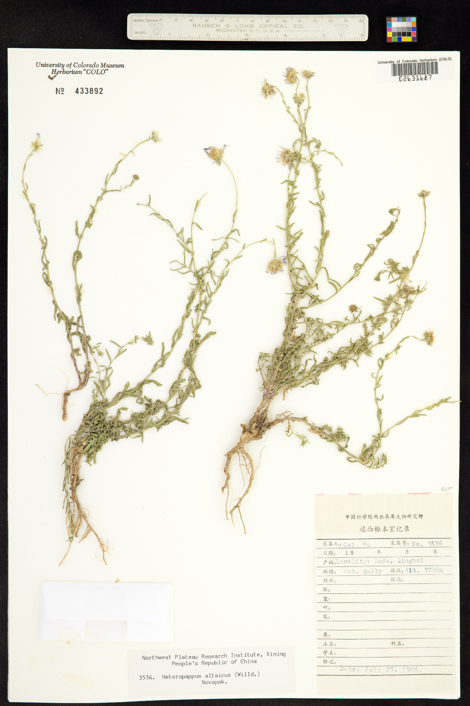 Heteropappus altaicus image